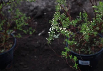 Акция «Сад памяти» пройдёт в 189 локациях Новосибирской области