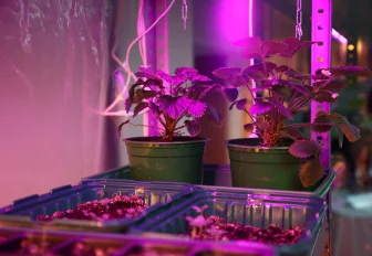 Биолабораторию для выращивания овощей открыли в новосибирской гимназии