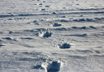 Лось пострадал в ДТП на Северном объезде: животное пришлось усыпить