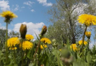 Режим ЧС хотят ввести из-за засухи в Новосибирской области