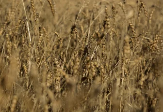 Новосибирская область на праздниках отправила 2 тысячи тонн ячменя в Китай