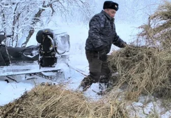 Рост популяции лося и косули зафиксировали в Новосибирской области