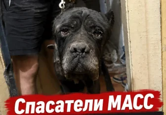 Скулящего кане-корсо извлекли из-под завалов дома в Первомайке