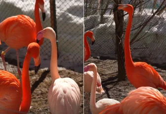 Фламинго начали выходить на прогулки в новосибирском зоопарке