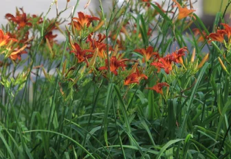 «Человека-червяка» прогнали с цветочной клумбы в Новосибирске