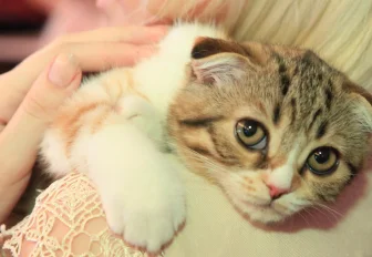 Как уберечь домашнее животное от клеща