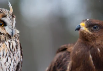 Кряква, чайка и рябинник: топ городских птиц Новосибирска