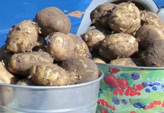 Новосибирцы не хотят сажать картошку у себя на даче в этом году