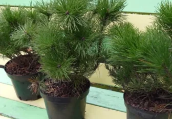 Автору лучшей клумбы Новосибирска вручили саженцы горной сосны