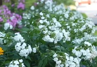 Роскошный цветник в Первомайке стал лучшей клумбой Новосибирска — 2025