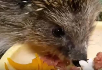 Брать пример с ежа Коржика советуют новосибирцам