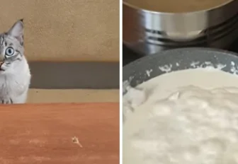 Голодный кот из Новосибирска смутил хозяина и стал звездой YouTube