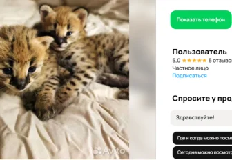 Милых пятнистых котят породы саванна продают за 300 тысяч в Новосибирске