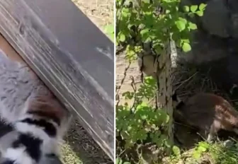 Два лемура выбрались из клетки в Новосибирском зоопарке