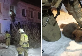 Шесть кошек спасли из ночного пожара под Новосибирском