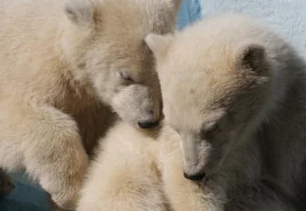 Белых медвежат в зоопарке могут назвать в честь собак-космонавтов