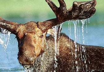 Плывущий по Оби лось стал звездой соцсетей