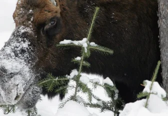 Убивать лосей запретили до Нового года в Новосибирской области