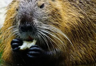 Спасатели Новосибирска освободили бобра, попавшего в капкан