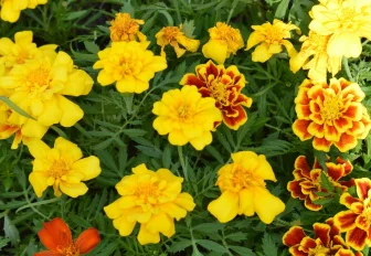 Клумбу с бархатцами высадили возле сквера с муралом на Забайкальской