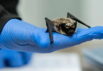 Летучих мышей отправили зимовать в холодильник новосибирские волонтёры