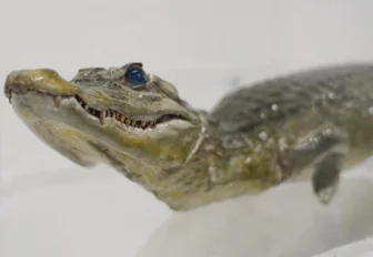 Новое место для крокодила Лаврентьева подготовили в музее физматшколы НГУ