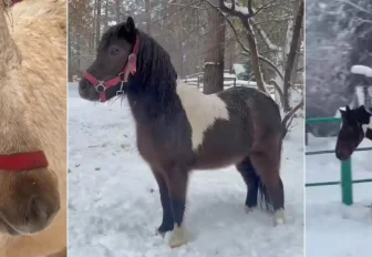 Гнедо-пегий конь и три пони поселились в новосибирском зоопарке