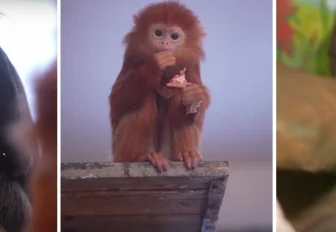 У лангуров и колобусов в Новосибирском зоопарке родились детёныши