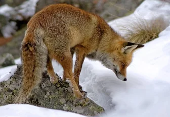 Авиаучёт диких животных впервые применят в Новосибирской области