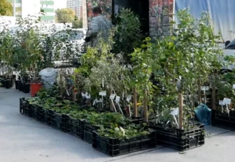 Выкопанные ночью саженцы продают на ярмарке в Новосибирске