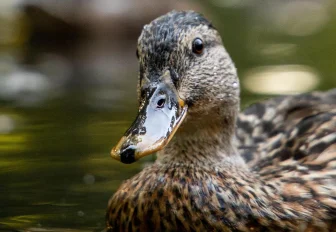 Правила охоты с подсадной уткой изменились в Новосибирской области