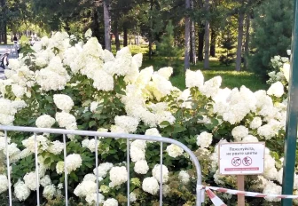 Если вы пропустили: мини-Новосибирск, охота на гортензии и гуппи во дворе