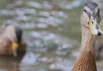 Что делать, если встретил в городе дикую утку с утятами
