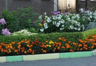 Выбираем лучшую клумбу Новосибирска: Тенистая, 23