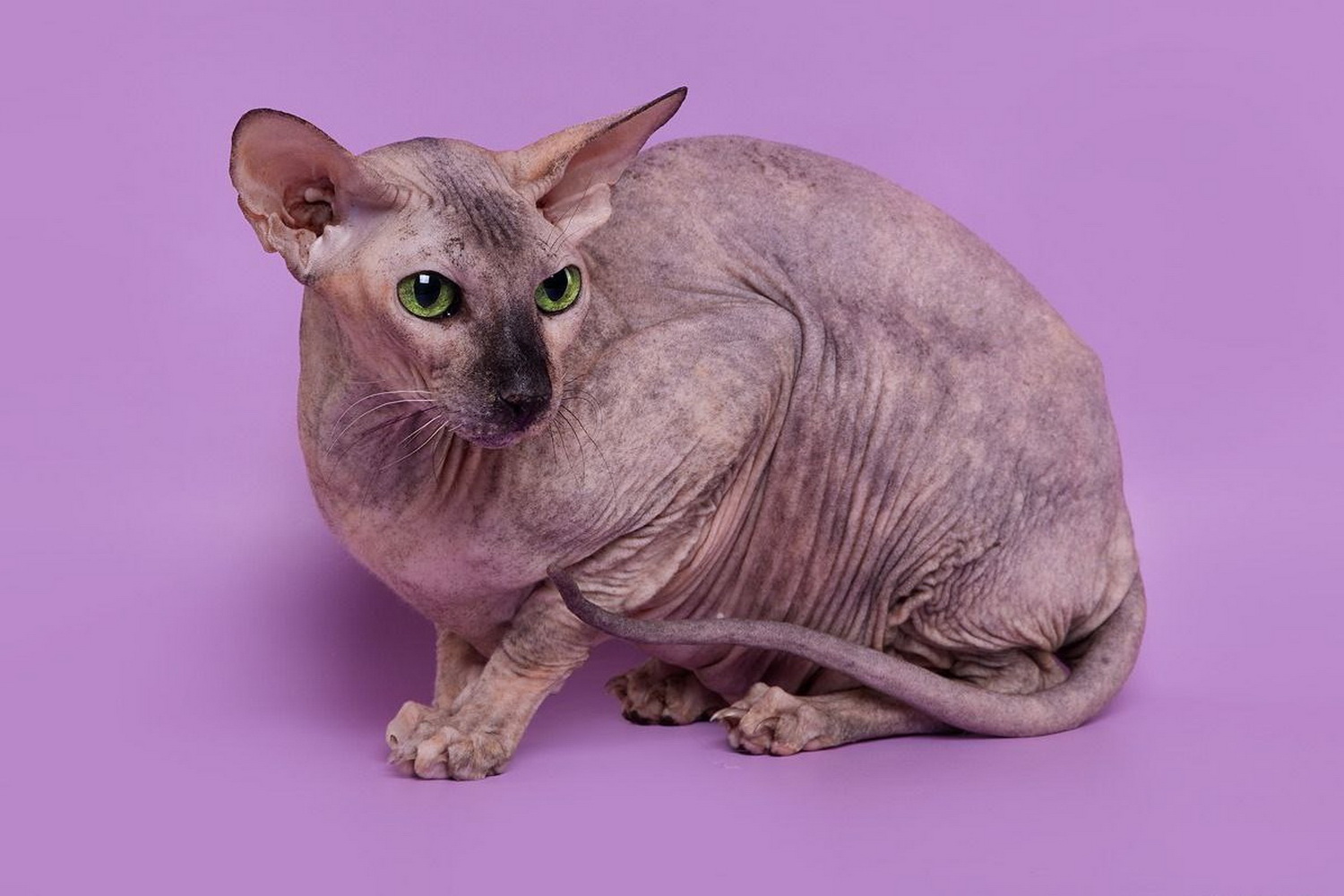 Петерболд Мила