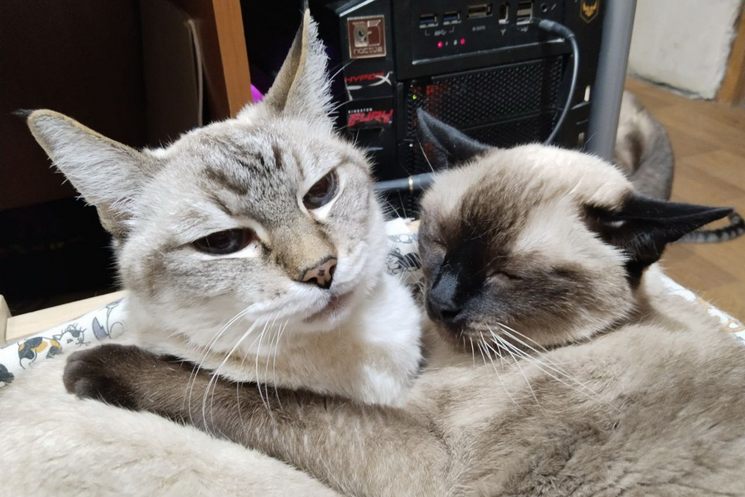 Локе и Далька