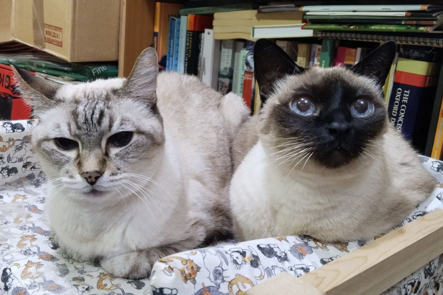 Локе и Далька