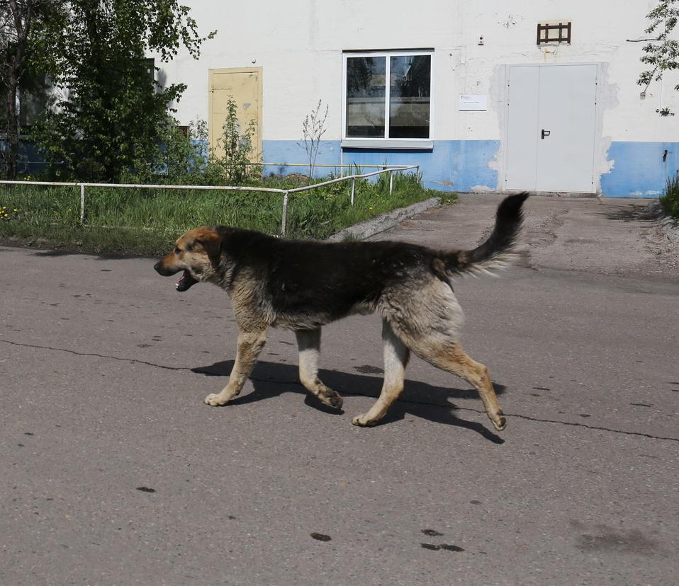 Бродячая собака провалилась в подвал заброшенного дома в Новосибирске