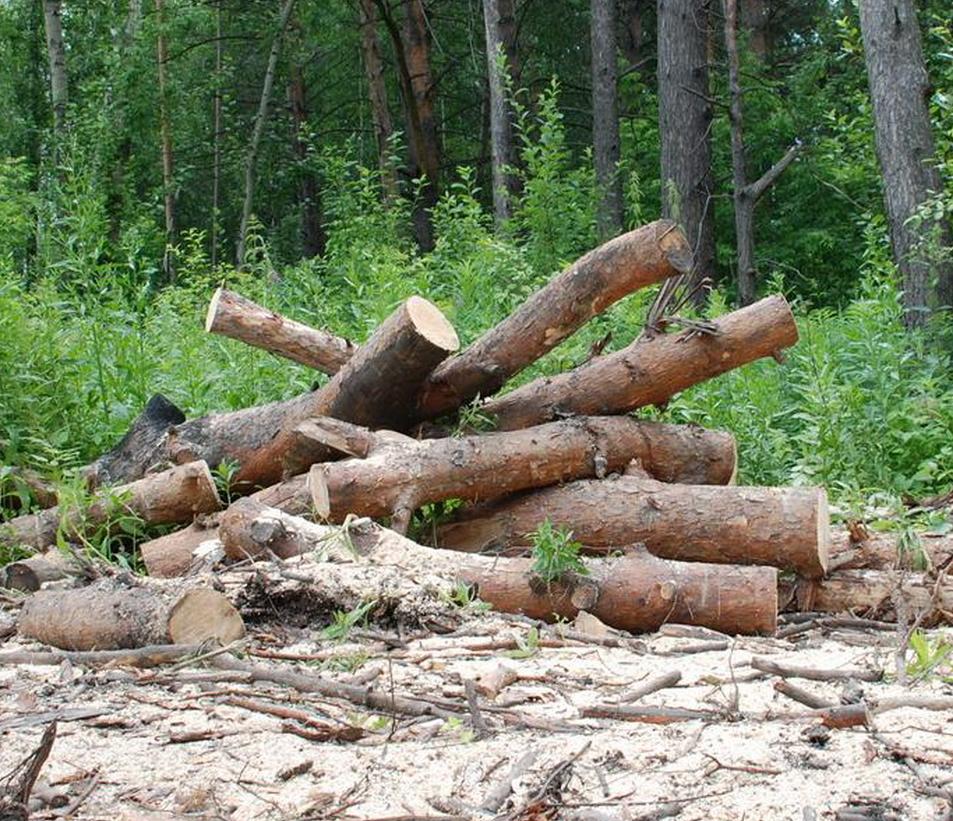 Куда жаловаться на незаконную вырубку деревьев в черте Новосибирска