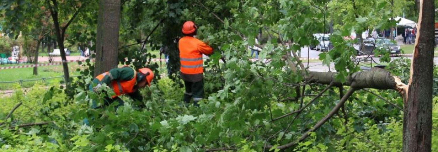 Упало дерево в парке