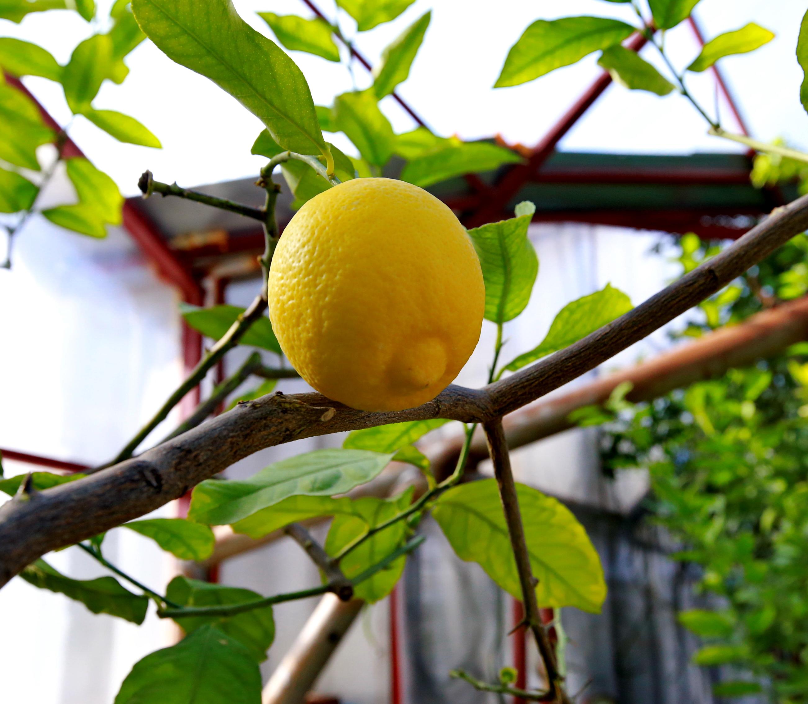 Почему не цветет лимон. Когда начинают цвести лимоны в природе. Расцвел лимон что делать. Лимоны в цвету кастрюл. Сделать чтобы лимон цвел круглый год.