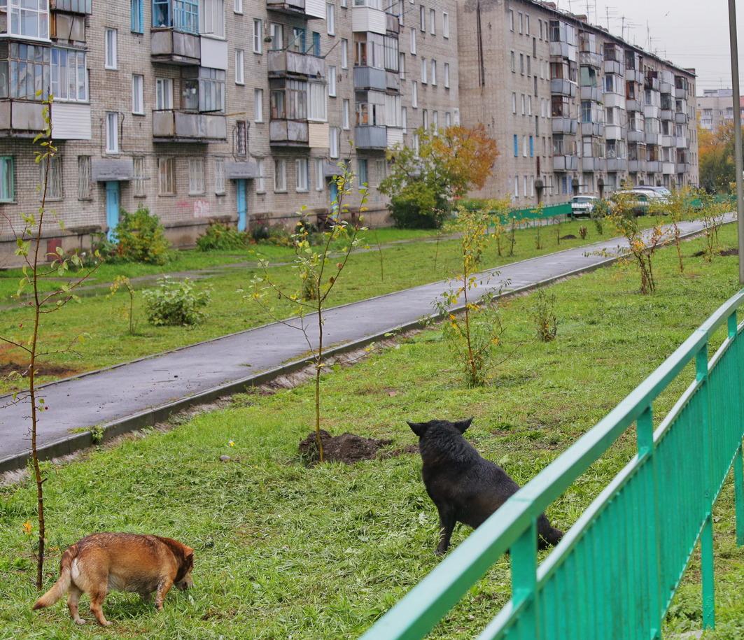 Самые дешёвые «квадраты» нашлись в 5-комнатной квартире на ОбьГЭСе