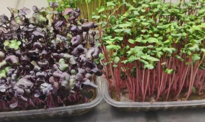 Микрозелень: как вырастить её дома и действительно ли она так полезна