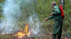Как пожарить шашлык и не сжечь лес в Новосибирске