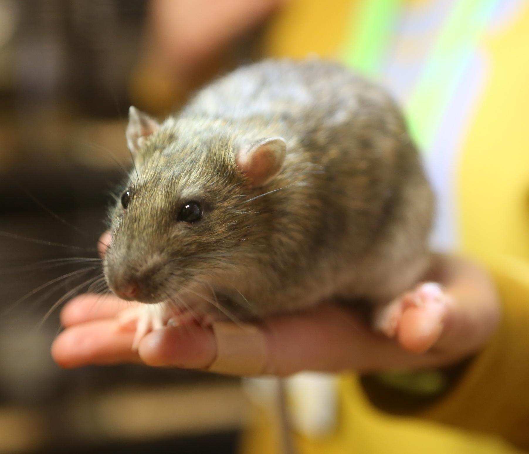 Юннаты выявили ДНК банана и изучили крыс с учёными ИЦиГ СО РАН