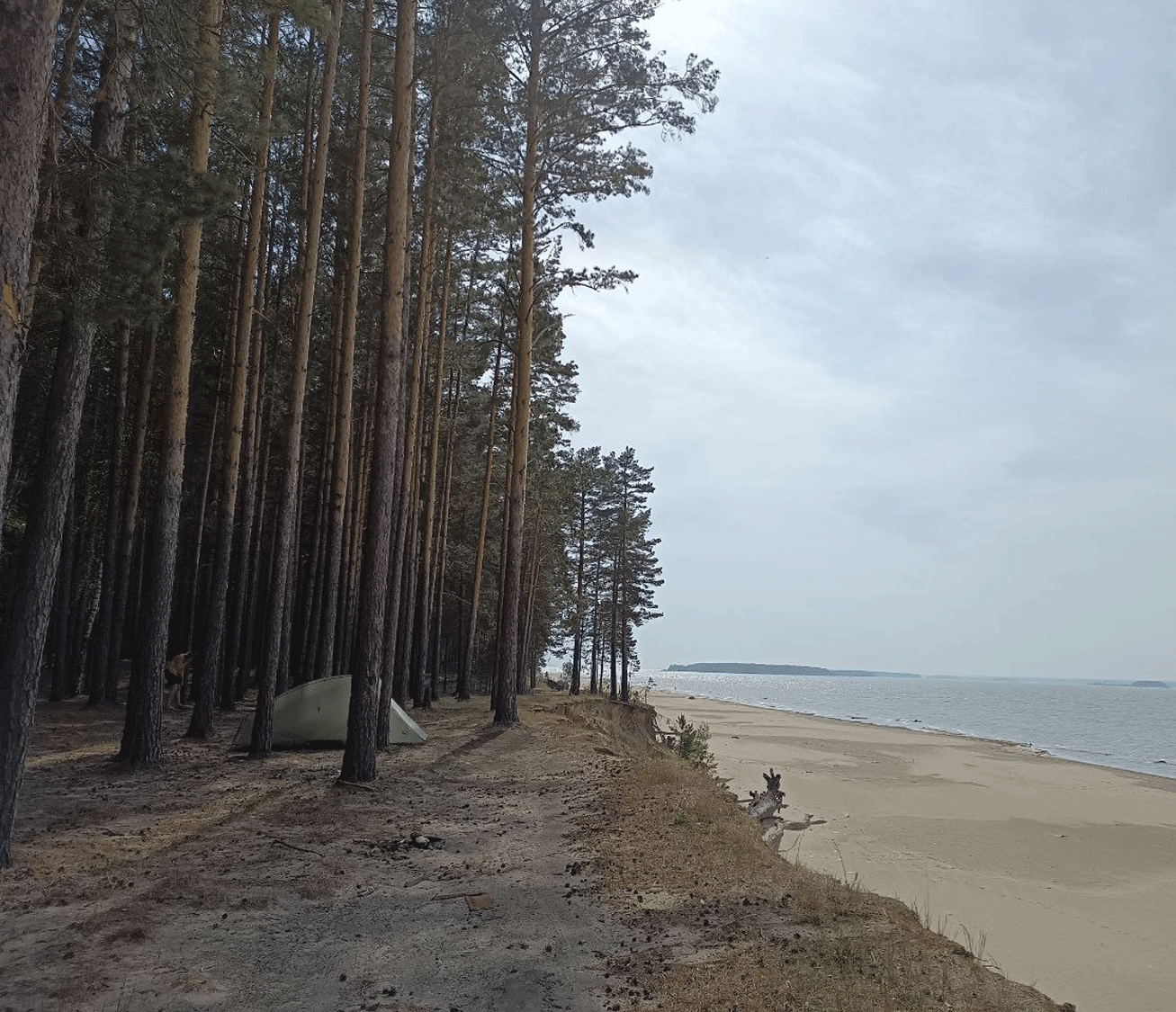 Караканский бор новосибирск