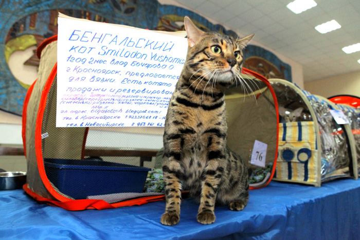 Крупной породы кошки в новосибирске thumbnail