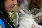 Кошки новосибирска все породы thumbnail