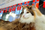 Редкие породы кошек в новосибирске thumbnail