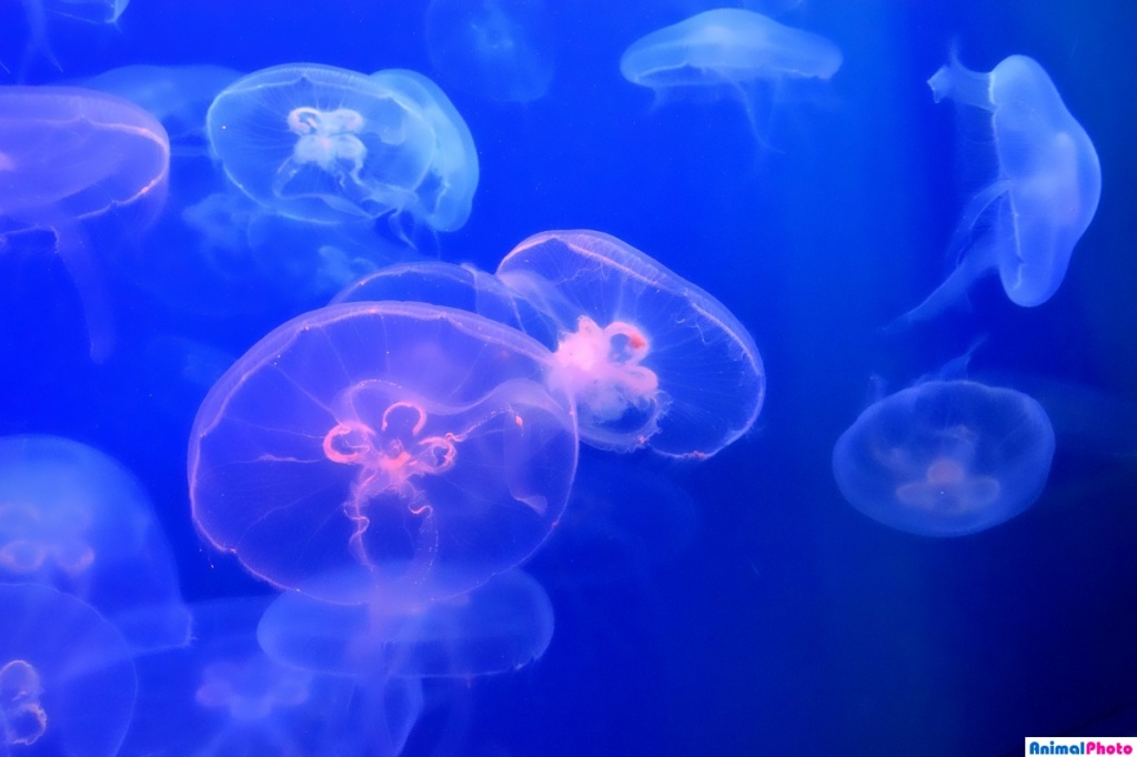 медузы.jpg